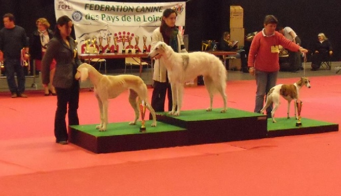 des coursiers du loir - Expo canine à Angers (CACS)