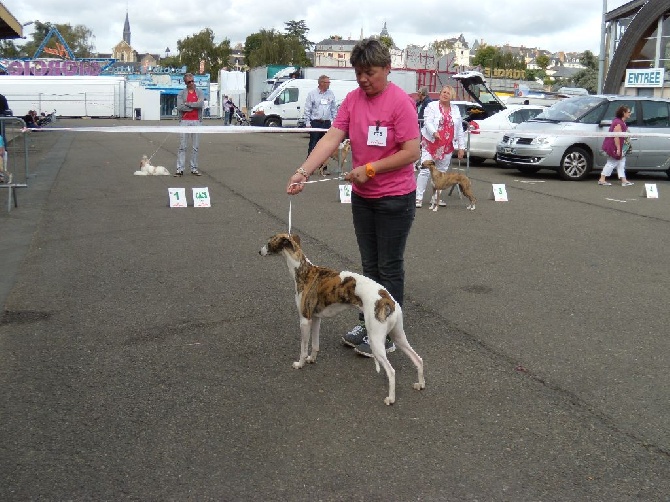 des coursiers du loir - Expo Chateau Gontier (53) CACS