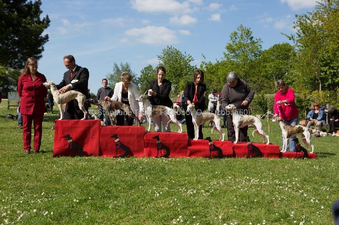 des coursiers du loir - National d'Elevage 2014 à Rougé (44)