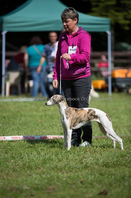 des coursiers du loir - Exposition canine à Maltôt (14) - CACS