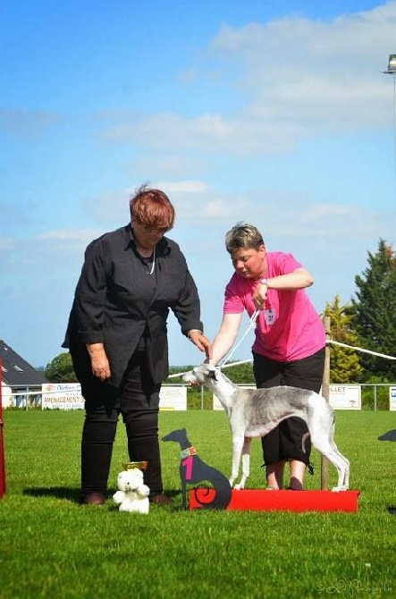 des coursiers du loir - Baby Open Vétéran Show à St Seglin (35)