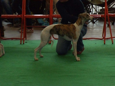 des coursiers du loir - Exposition canine à Nantes (CACIB)