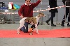  - Première expo canine et première coupe !