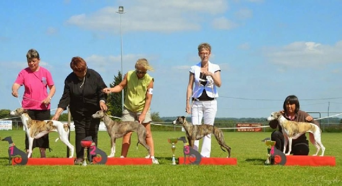 des coursiers du loir - Baby Open Vétéran Show à St Seglin (35)