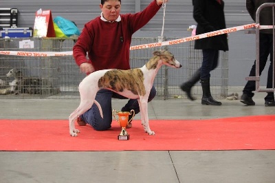 des coursiers du loir - Première expo canine et première coupe !