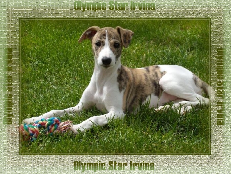Olympic Star Irvina